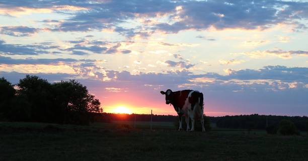 istock Holstein Friesian Cow at Twilight 997862346