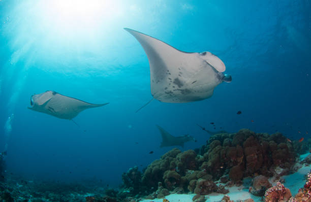istock Pair of Manta Ray 997862396