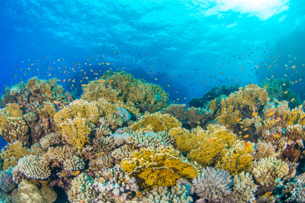 Coral Reef Multiple Picturesque hard and soft corals glow great barrier reef coral stock pictures, royalty-free photos & images