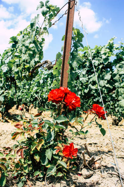 istock nature in France 997867222