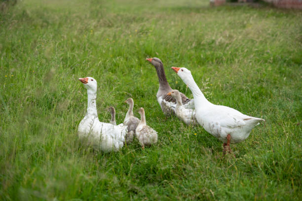 istock Group of geese walking on the grass, countryside 997868280