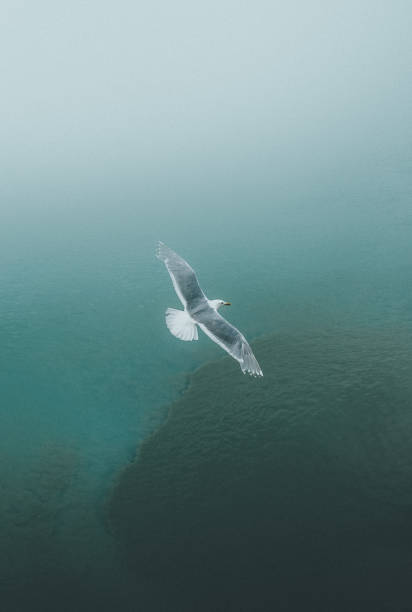 Ariel View of Seagull Flying Over Ocean
