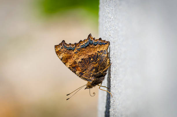 istock brown butterfly on a concrete slab 997876964