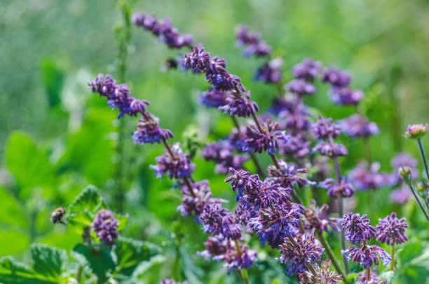 istock violet blue flowers herbs in the field 997880504
