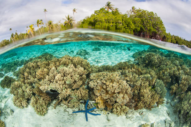 Amazing Tropical Reef Scenery in Solomon Islands