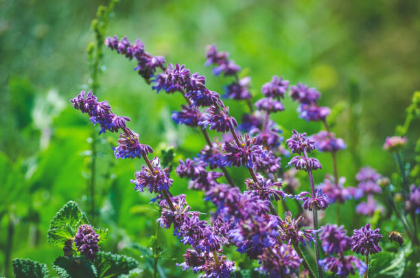 istock violet blue flowers herbs in the field 997882676