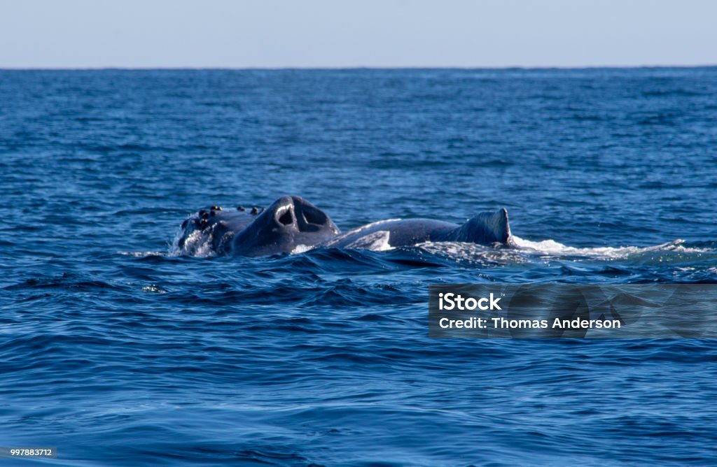 Baleine à bosse Évent - Photo de Observation des baleines libre de droits