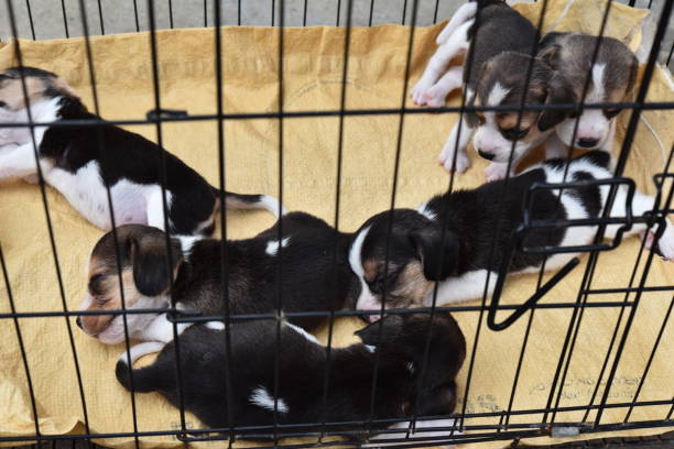istock Cute little Beagles in dog cage 997884104