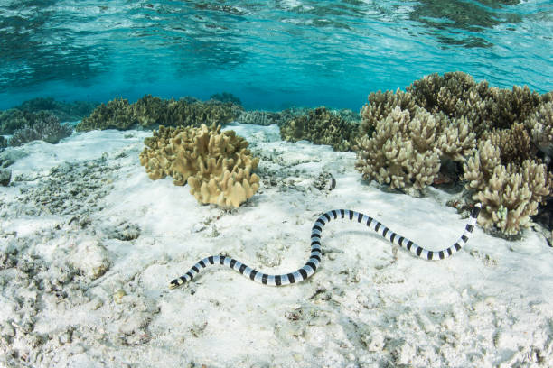 em faixas mar krait natação nas ilhas salomão - coral snake - fotografias e filmes do acervo
