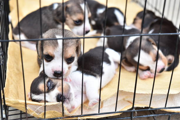 istock Cute little Beagles in dog cage 997884426