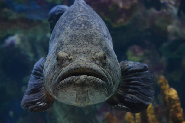 istock Grouper fish in the tank 997884732