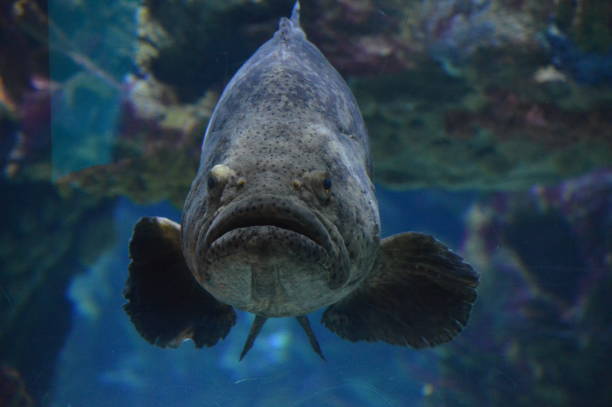istock Grouper fish in the tank 997887002