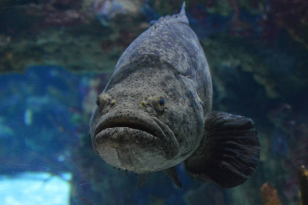 istock Grouper fish in the tank 997887008