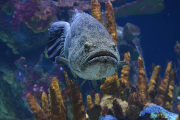 istock Grouper fish in the tank 997888236