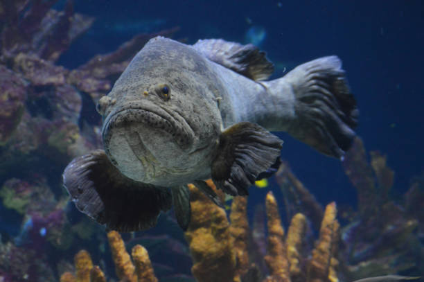 istock Grouper fish in the tank 997890722
