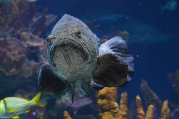 istock Grouper fish in the tank 997890844
