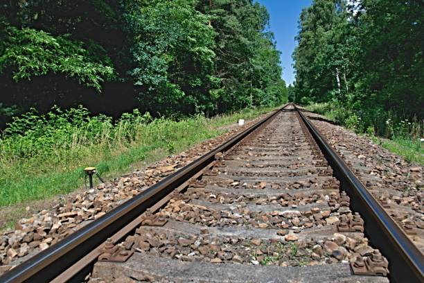 istock converging track in the woods 997891700