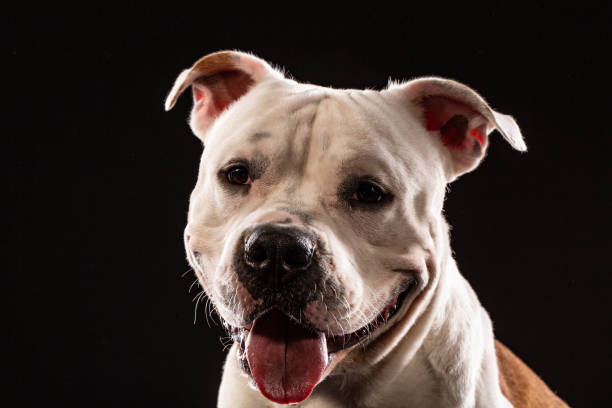 istock Pit bull dog portrait close-up in studio with black background 997903556