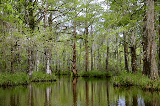 Louisiana Swamp Bayou Moss Covered Tupelo Gum Tree, Reflection in water