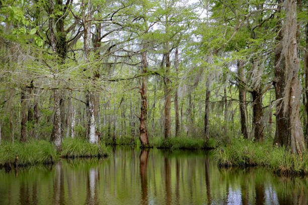 Louisiana Swamp Bayou Moss Covered Tupelo Gum, Cypress Trees, Reflection in water stock photo