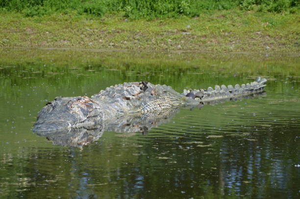 istock Crocodile in the lake 997922526