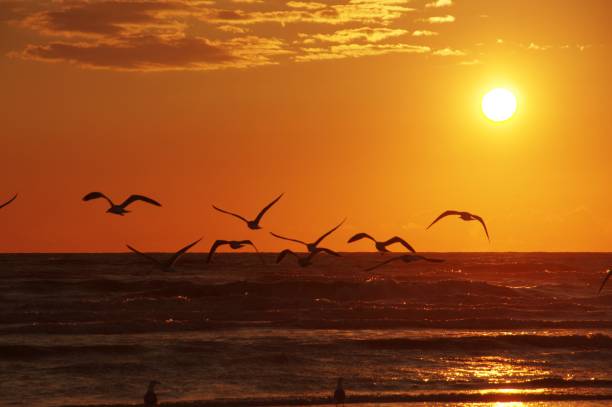 istock Seagulls on golden beach 997925750