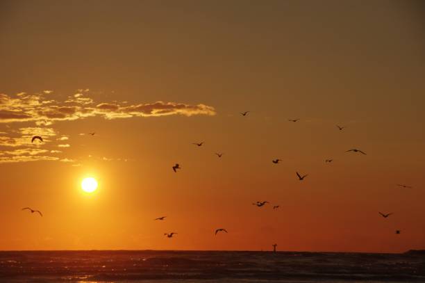 istock Seagulls on golden beach 997925772