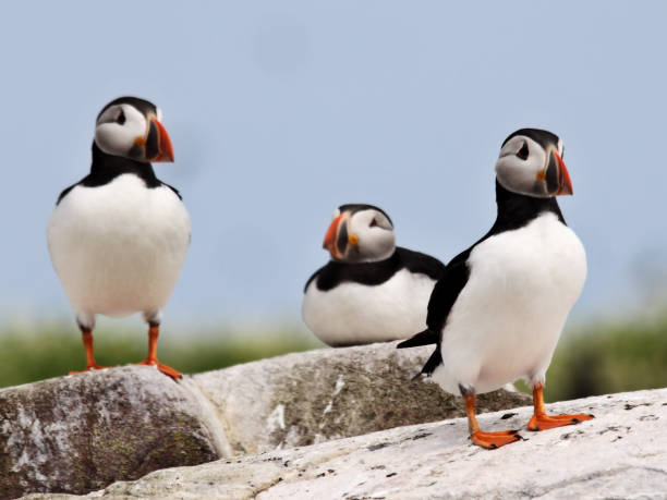istock A view of some Puffins at Farne Island 997929394