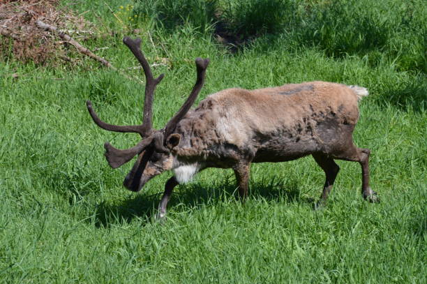 istock Caribou in the grass 997929696