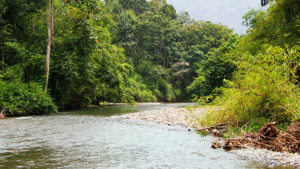 istock Bahorok River in Bukit Lawang, Sumatra, Indonesia 997931172