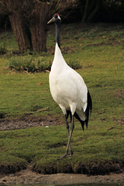 istock A picture of a Red Crowned Crane 997931526