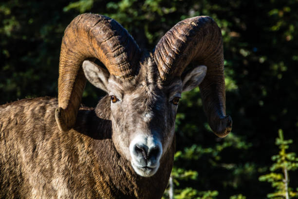 istock Bighorn sheep (Ovis canadensis) relaxing on a hillside, Banff National Park, Alberta, Caanda 997933864