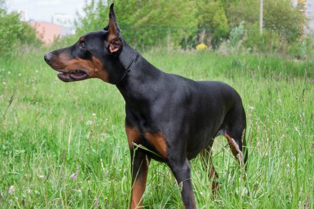 istock Cute doberman pinscher close up. 997933882