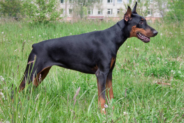 istock Cute doberman pinscher is standing on a green grass. 997933926