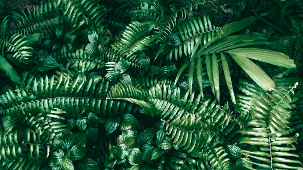 istock Vertical garden with tropical green leaf, Dark tone 997934318