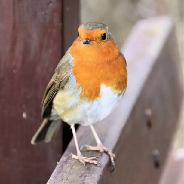 Photo of A picture of a Robin