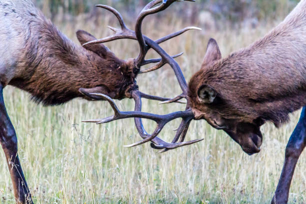 istock Bull elk, (Cervus canadensis), sparing, banff National Park, Alberta, Canada 997934516