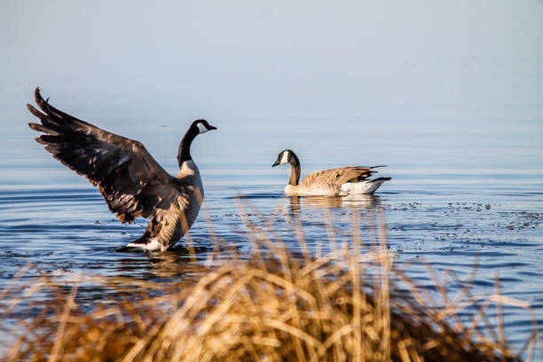 Canada goose takes flight, Frank Lake, Alberta, Canada