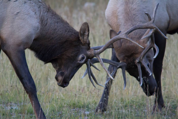 istock Bull elk, (Cervus canadensis), sparing, banff National Park, Alberta, Canada 997934642