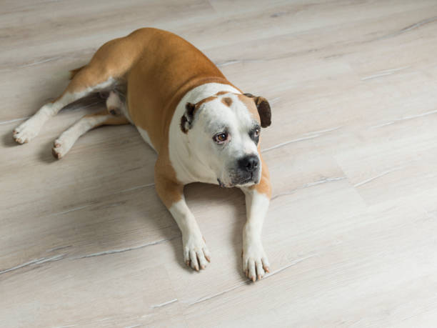 istock American Bulldog Lying On Parquet Floor 997941200