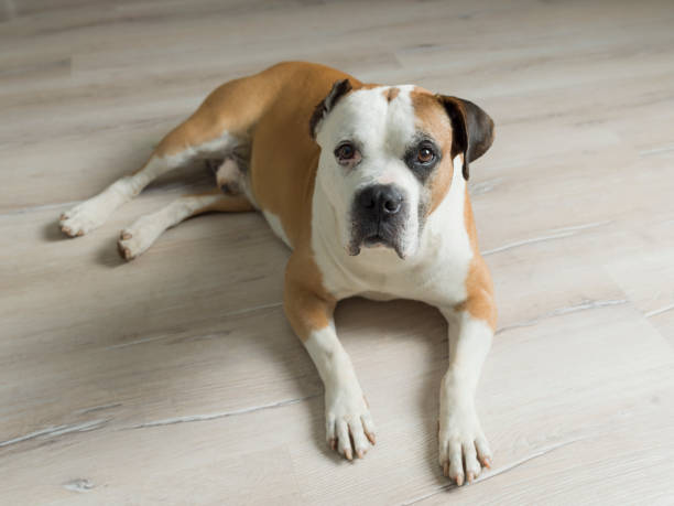 istock American Bulldog Lying On Parquet Floor 997941232