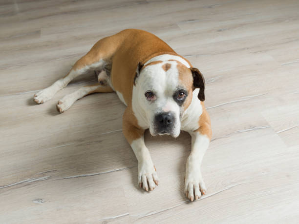 istock American Bulldog Lying On Parquet Floor 997941254