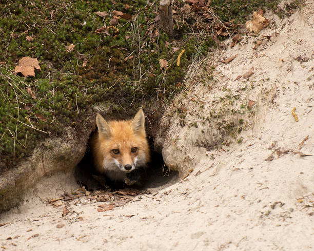 Fox Red fox coming out of the den. burrow stock pictures, royalty-free photos & images
