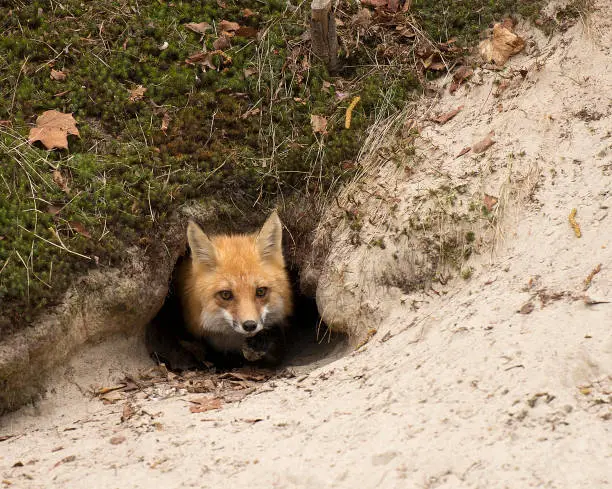 Red fox coming out of the den.
