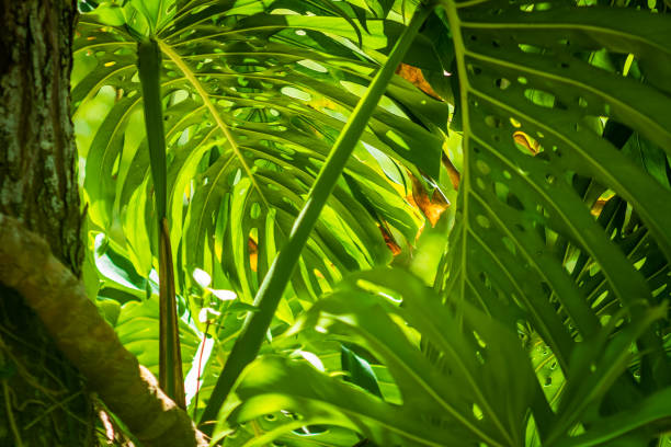 istock Selective focus view of palm tree leaves with backlight. 997948938