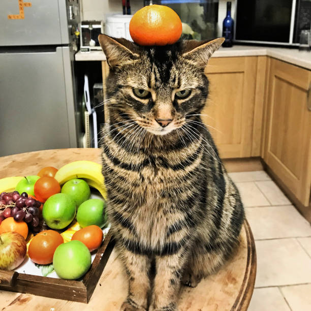 istock My cat jess balancing an orange on his head 997948982