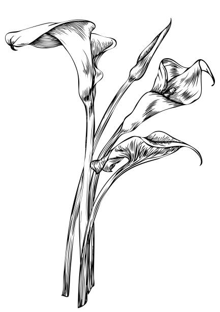 Arum, Lily, Calla Hand drawn pen and ink Arum Calla botanical illustration. Colors can be changed easily. Flowers are separate groups calla lily stock illustrations