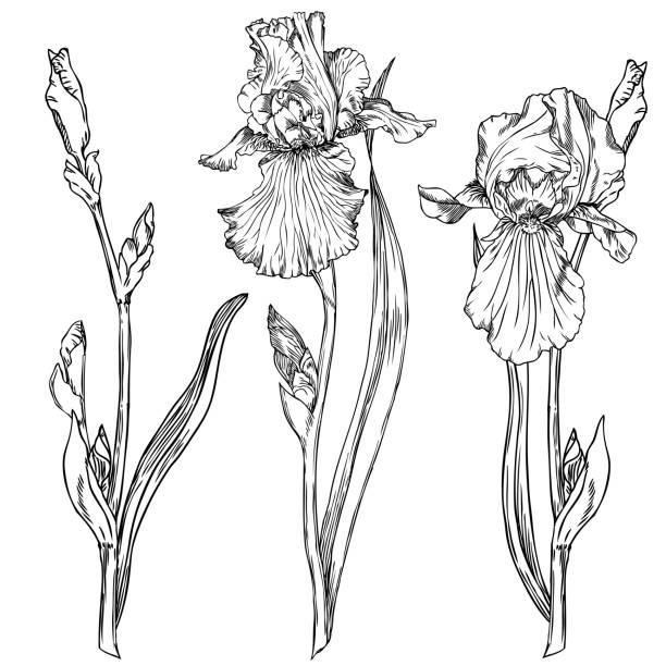 국화는 꽃 - iris stock illustrations