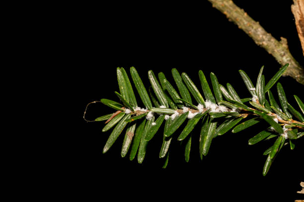 cicuta lana adelgid - brewster foto e immagini stock