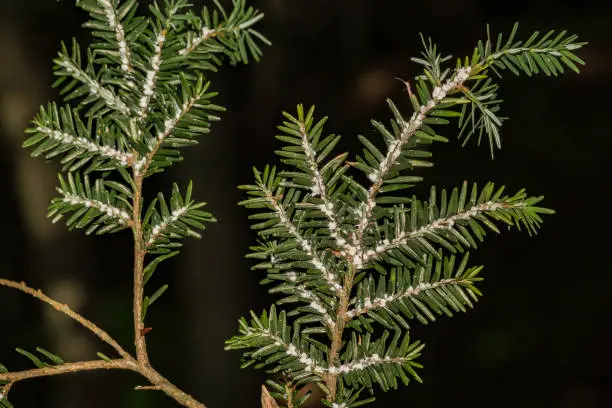 A close up of Hemlock Woolly Adelgid Infestation in New England